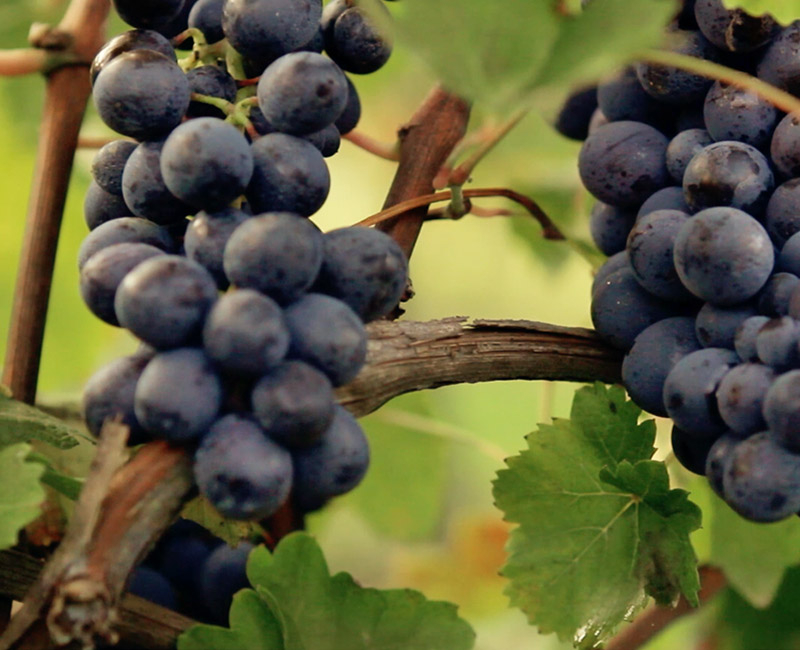 poderi_rosso_giovanni_filosofia_1