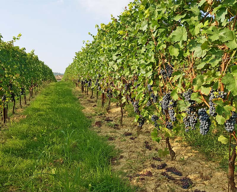 poderi_rosso_giovanni_vigna_diradamento