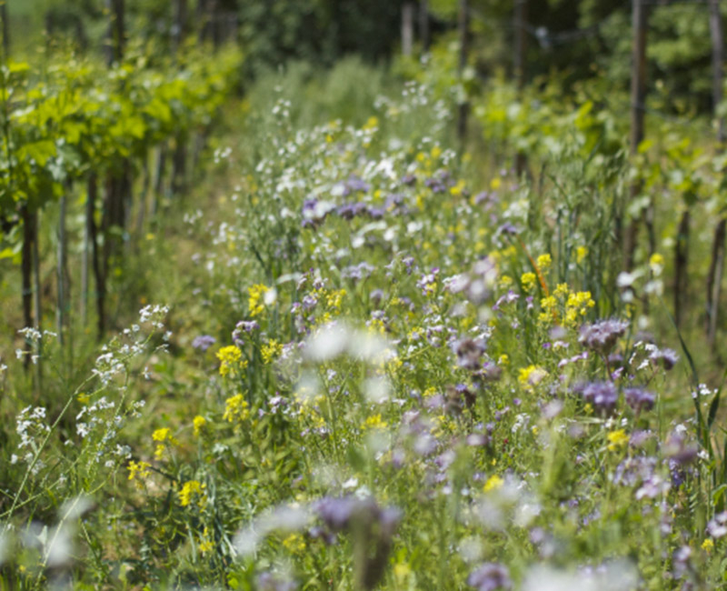 poderi_rosso_giovanni_vigna_sovescio